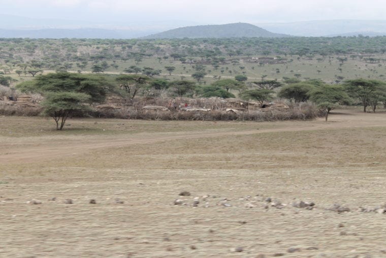 Visit Serengeti - The Lions of Serengeti Africa My Escapades Serengeti Tanzania 