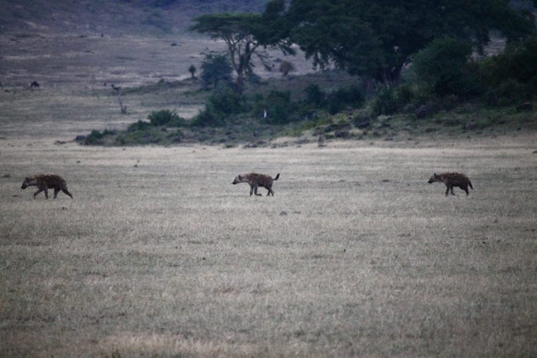 Wildlife in Ngorongoro Crater Africa My Escapades Serengeti Tanzania 