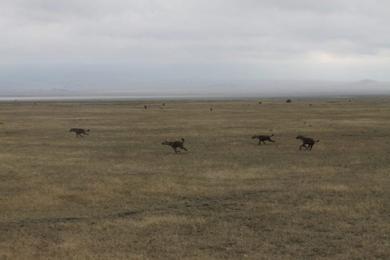 Wildlife in Ngorongoro Crater Africa My Escapades Serengeti Tanzania 