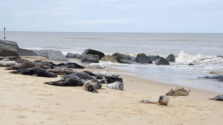 UK Wildlife - Seals at Horsey Beach England Europe My Escapades 