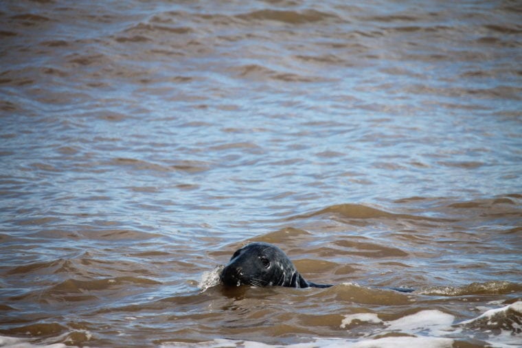 UK Wildlife - Seals at Horsey Beach England Europe My Escapades 