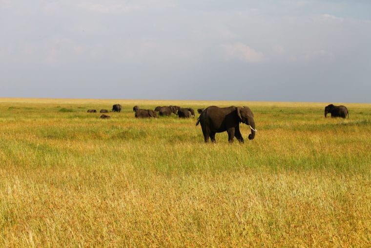 Serengeti Safari - Experience Wildlife of Africa Africa My Escapades Serengeti Tanzania 