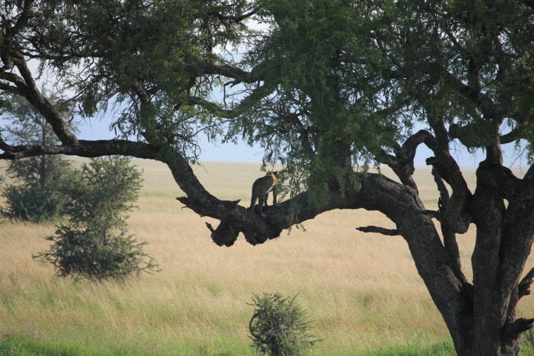 Serengeti Safari - Experience Wildlife of Africa Africa My Escapades Serengeti Tanzania 