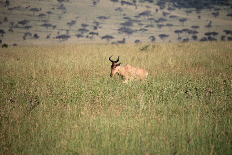 Visit Serengeti - The Cheetahs of Serengeti Africa My Escapades Serengeti Tanzania 