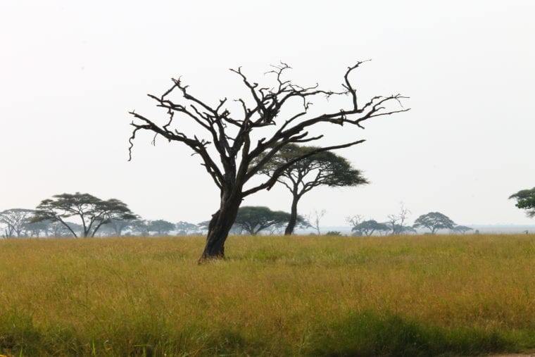 Visit Serengeti - The Cheetahs of Serengeti Africa My Escapades Serengeti Tanzania 