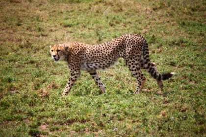 Visit Serengeti - The Lions of Serengeti Africa My Escapades Serengeti Tanzania 