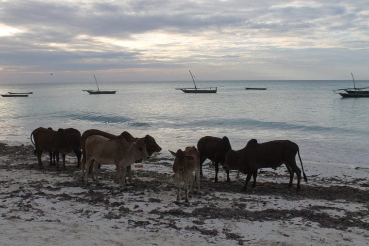 Travel Zanzibar - Travel Guide, Tips and Inspiration Africa My Escapades Tanzania Zanzibar 