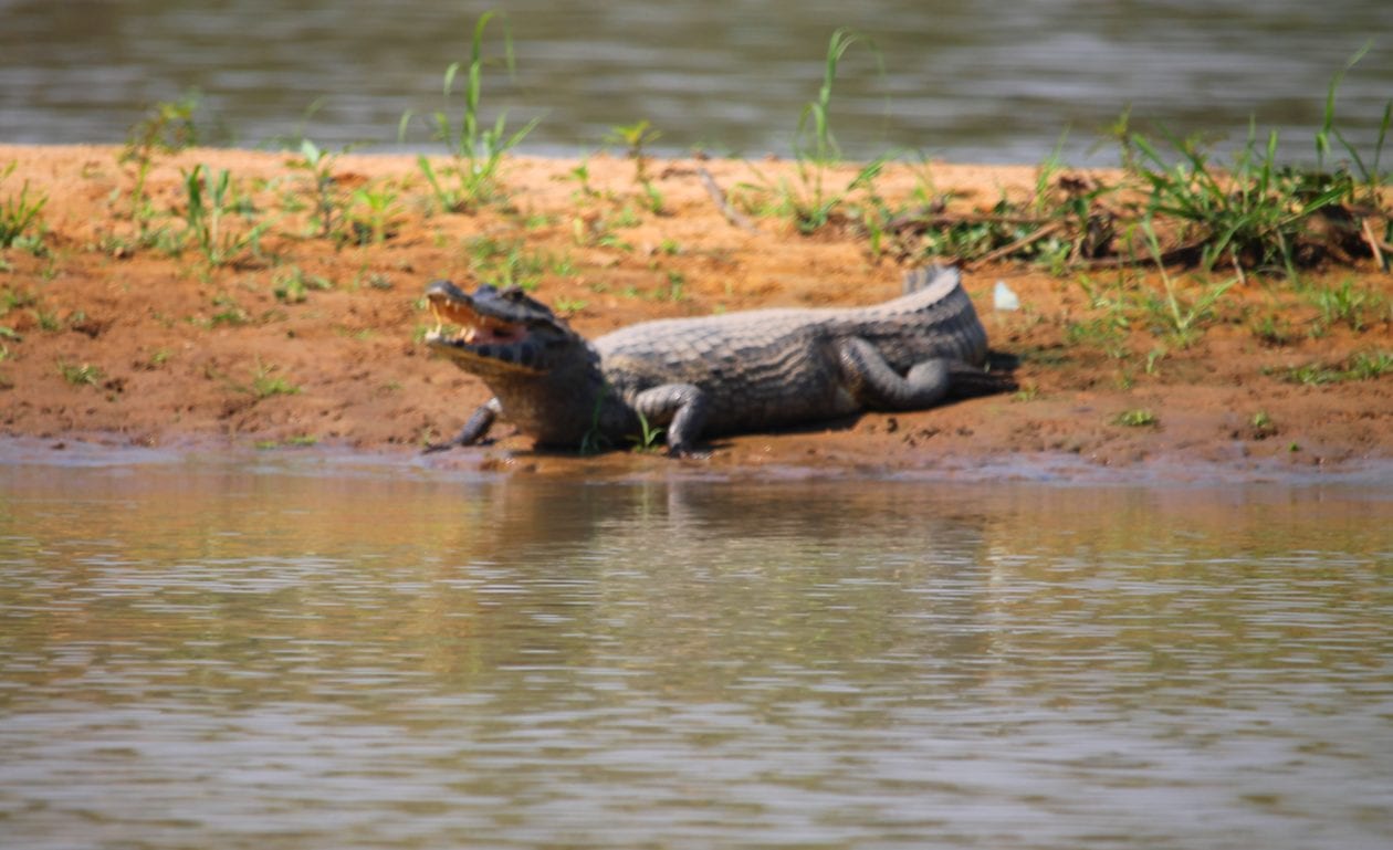 Travel Tips for Pantanal Brazil Travel Tips 