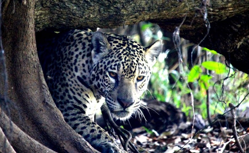 Visit Pantanal - The Jaguar of Pantanal Brazil My Escapades Pantanal South America 