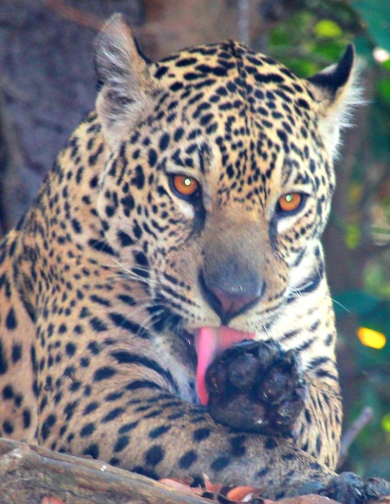 Visit Pantanal - The Jaguar of Pantanal Brazil My Escapades Pantanal South America 