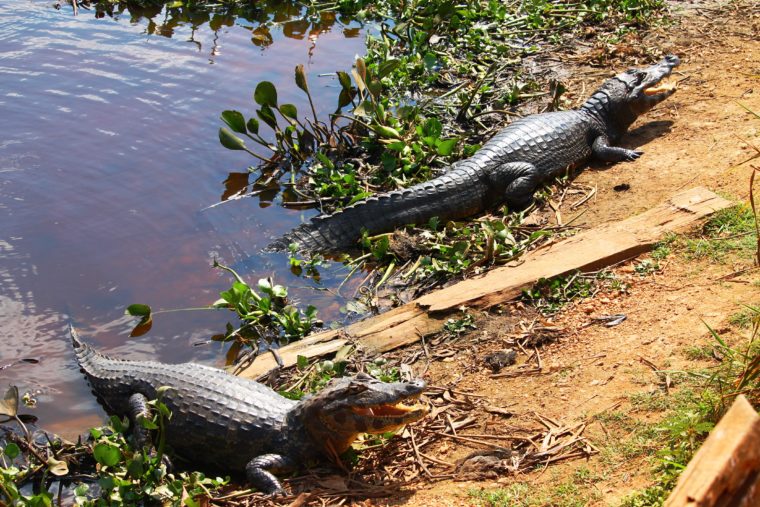 Visit Pantanal - The Transpantaneira Highway Brazil My Escapades Pantanal South America 