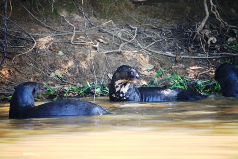Visit Pantanal - Explore Pantanal Wildlife Brazil My Escapades Pantanal South America 