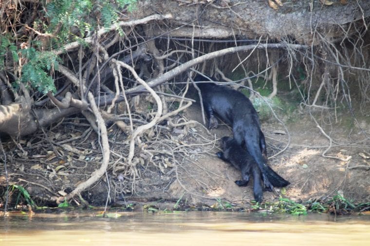 Visit Pantanal - Explore Pantanal Wildlife Brazil My Escapades Pantanal South America 
