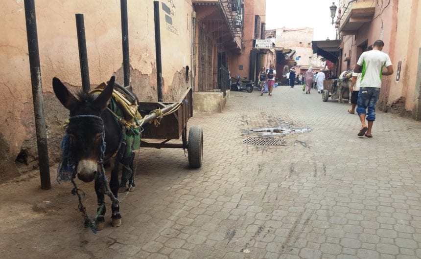 Visit Marrakech - Travel Tips for Marrakech Morocco Travel Tips 