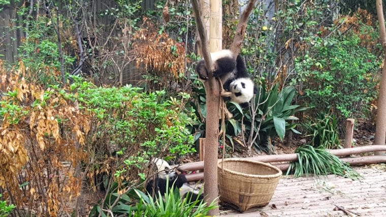 Visit Chengdu - Home to the Giant Pandas Asia Chengdu China My Escapades 