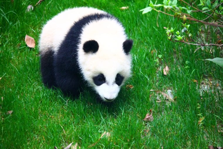 Visit Chengdu - Home to the Giant Pandas Asia Chengdu China My Escapades 